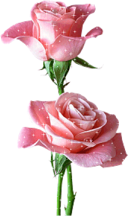 2 pink rosa