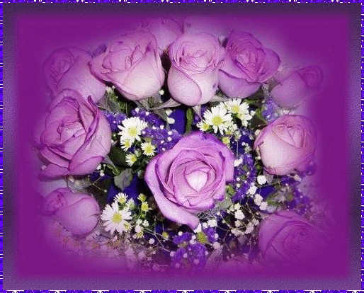 purple rosas