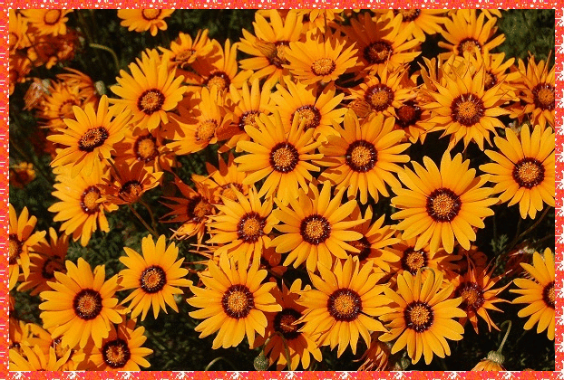 ursinia flower