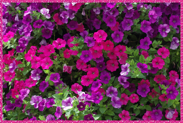 petunias