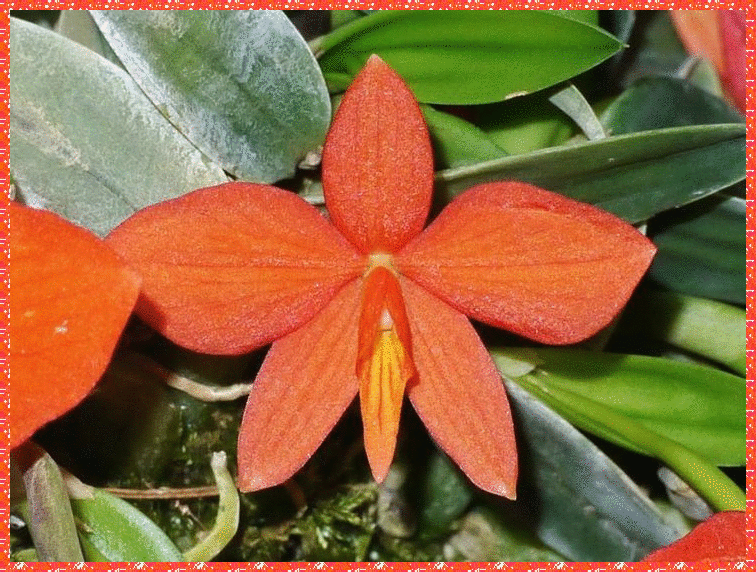 orange sophronitis