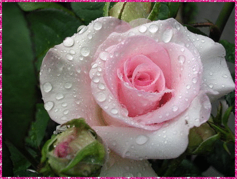 beautiful rosa
