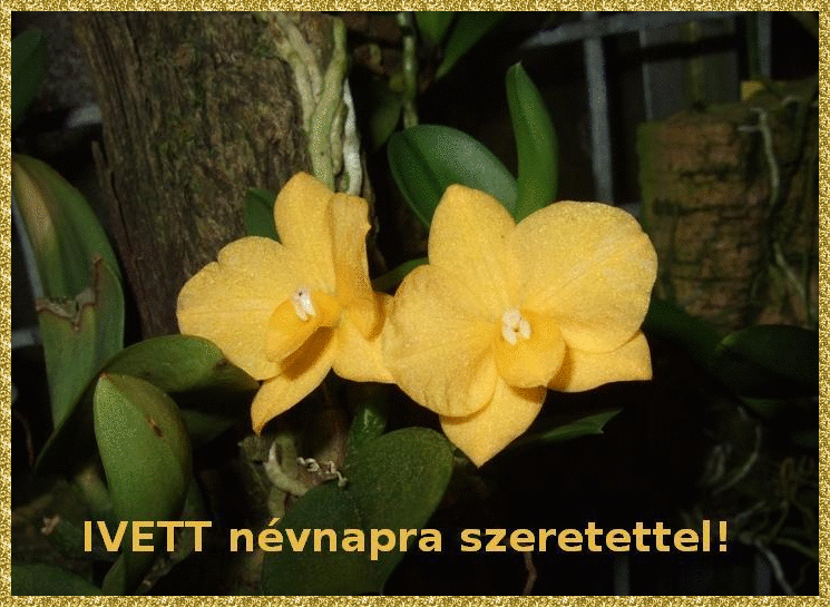 Ivett nameday