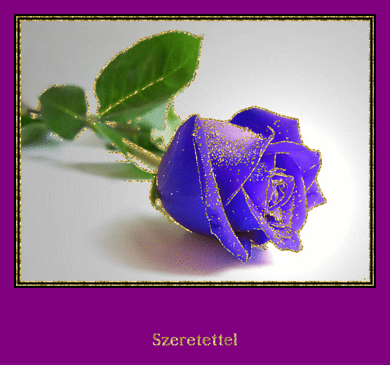 blue rosa
