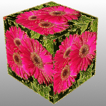 pink gerberas