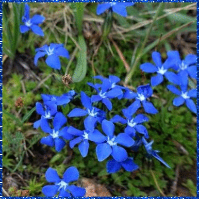 gentiana