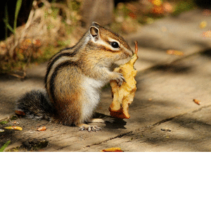 chipmunk