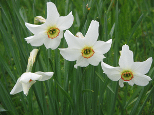 narcissus