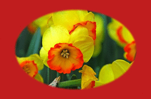 narcissus
