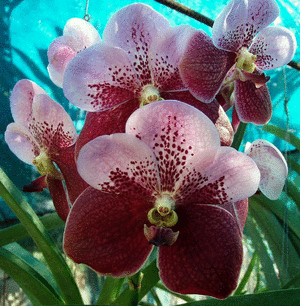 orchid
