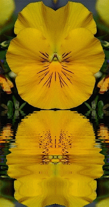 yellow pansy