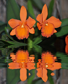 orange orchid