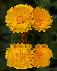 2 yellow flower