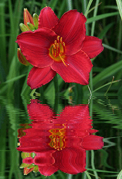 red lily