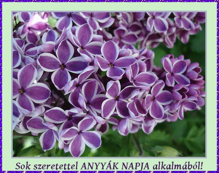 lilac flower