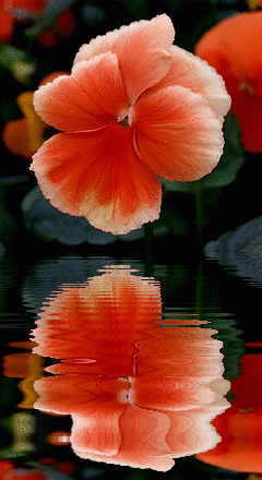 orange pansy