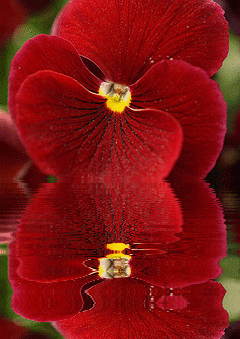 pink pansy