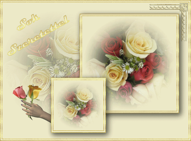 beautiful rosas