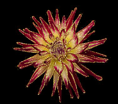 dahlia