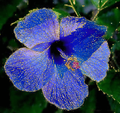 blue hibiscus