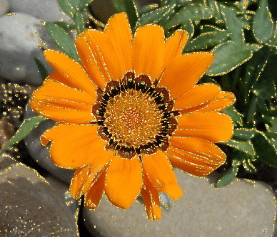 orange flower