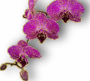 purple orchids