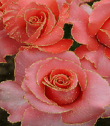 3 beautiful rosa