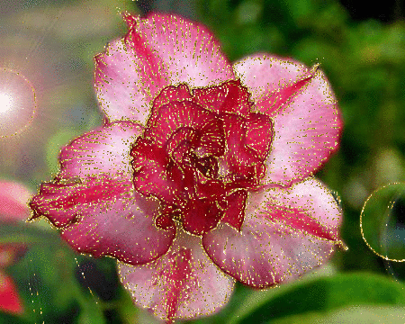 adenium