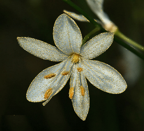 anthericum_ramosum