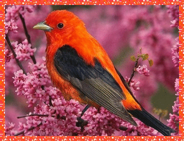 tropical bird