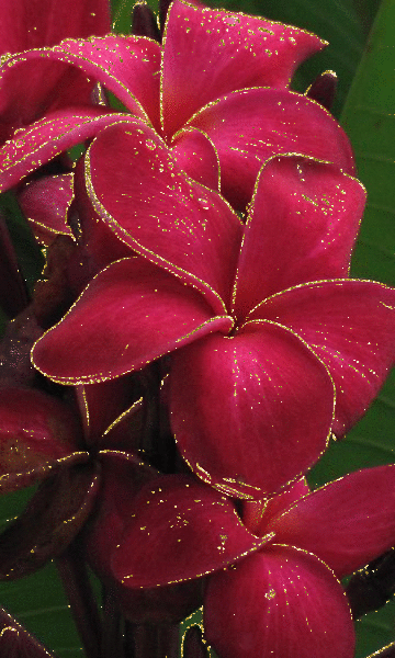 red plumeria
