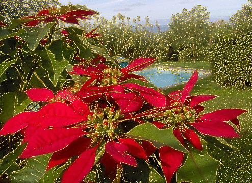 poinsettias