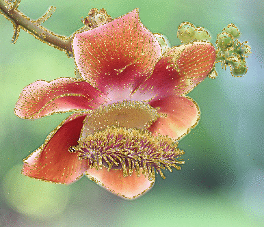 tropical flower