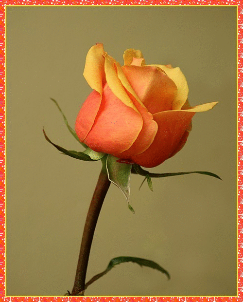 beautiful rosa