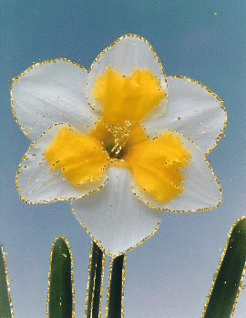 narcissus