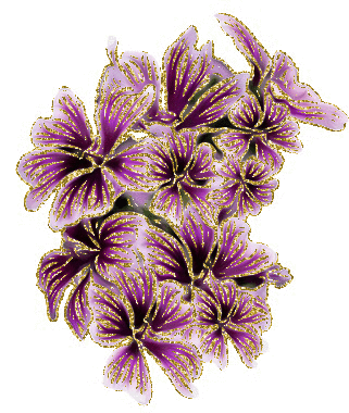 malvaceas