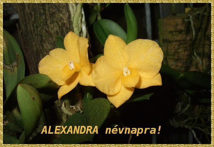 Alexandra nameday