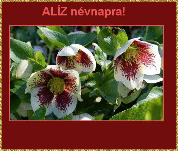 AlÃ­z nameday