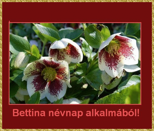Bettina nameday