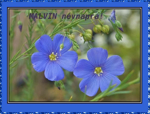 Malvin nameday