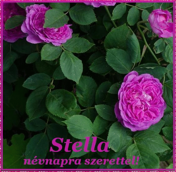 Stella nameday