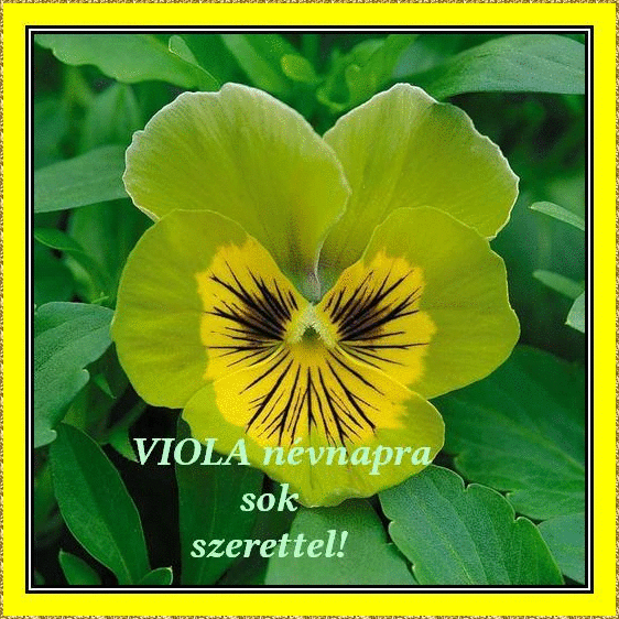 Viola nameday