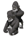gorillas