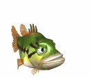 fish swimming