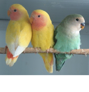 agapornis