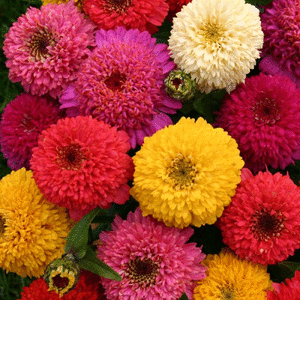 zinnias