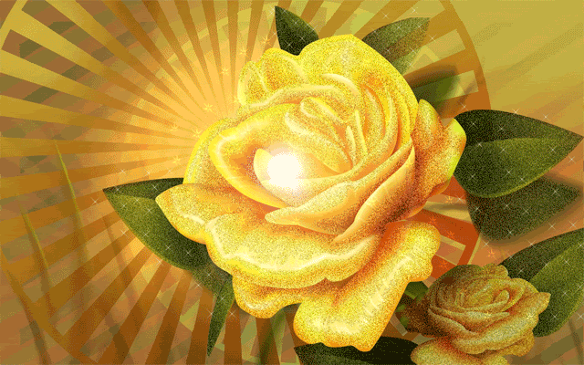yellow rosas