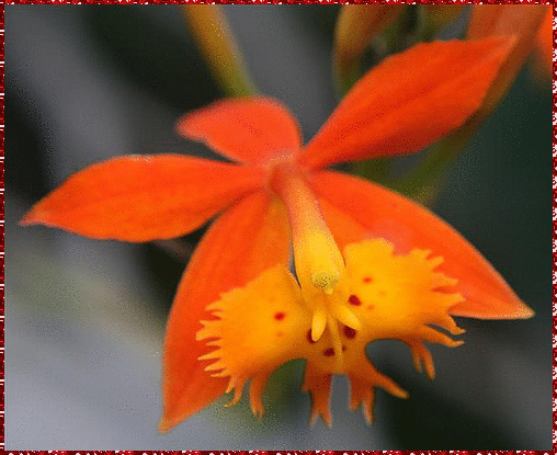 red orchid