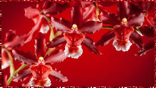 beautiful orchids