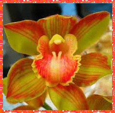 orchid